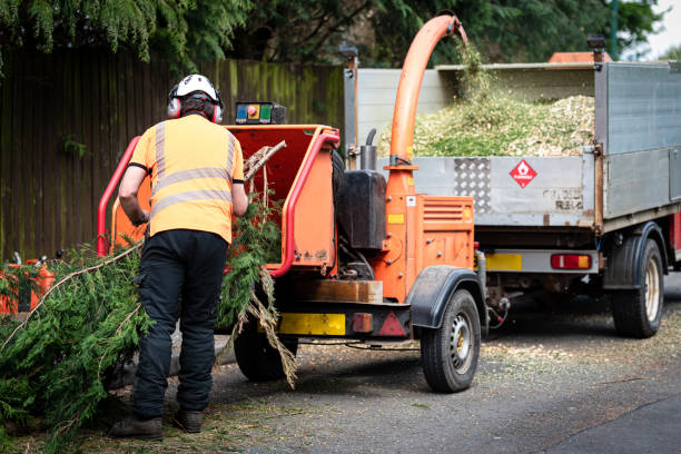 Best Tree Cabling and Bracing  in Wagon Wheel, AZ